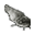 Pisică de mare — mort