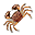 Rege Crab Roșu — viu