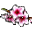 Floare De Piersic