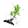 Bellflower