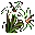 Mountain Plant