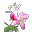 Alpine Rose