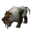 Scrofa