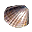 Scoică